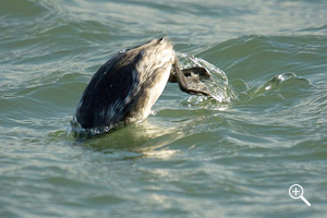 ハジロカイツブリの潜水3